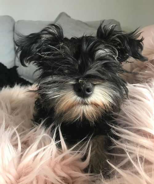 Getting Prepared for A Puppy?  You Also Need to be Wardrobe ready!